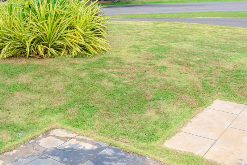 Initial Lawn Assessment